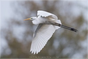 praktijk zilverreiger verzekering en vergoeding