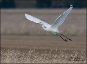 praktijk zilverreiger welkom psycholoog