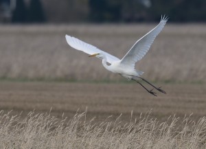 praktijk Zilverreiger - kwaliteit