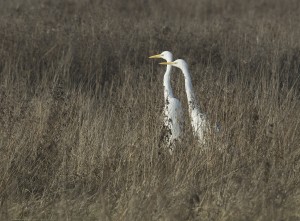 praktijk Zilverreiger - bereikbaarheid